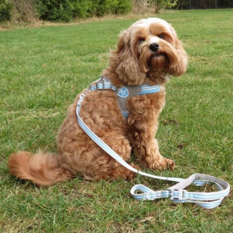 Blue Stripe Dog Harness