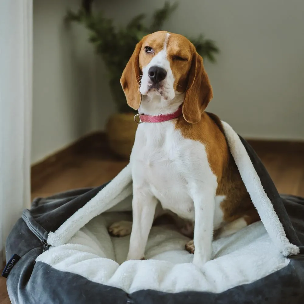 Daisy Pet Bed