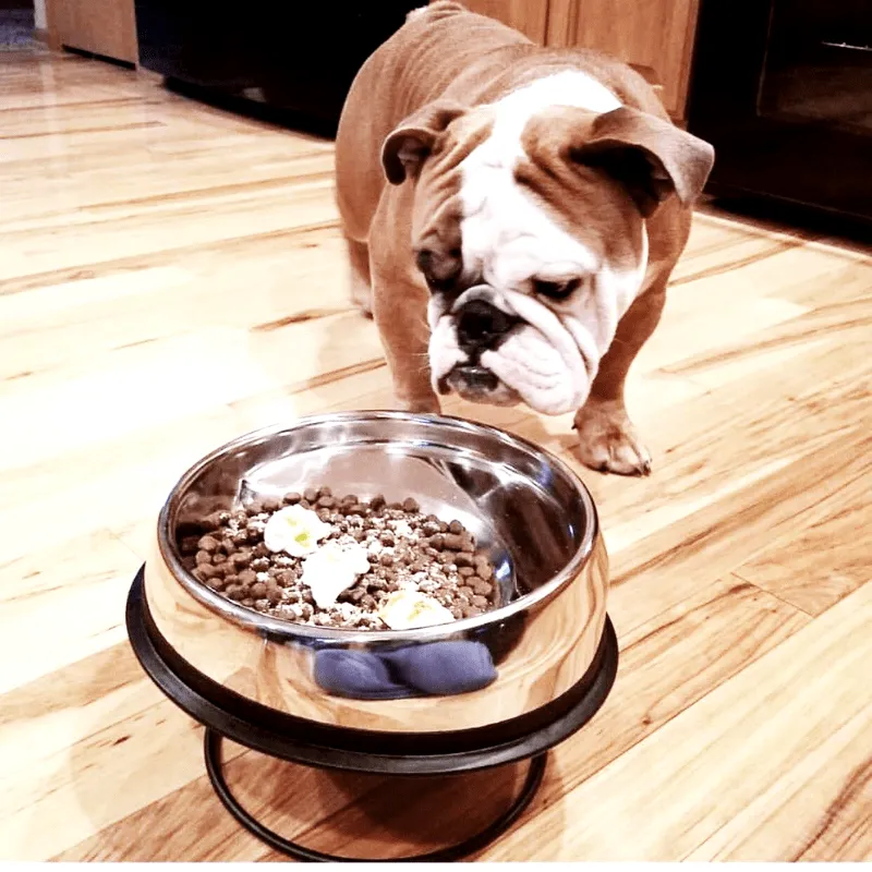 Enhanced Pet Bowl For English Bulldog