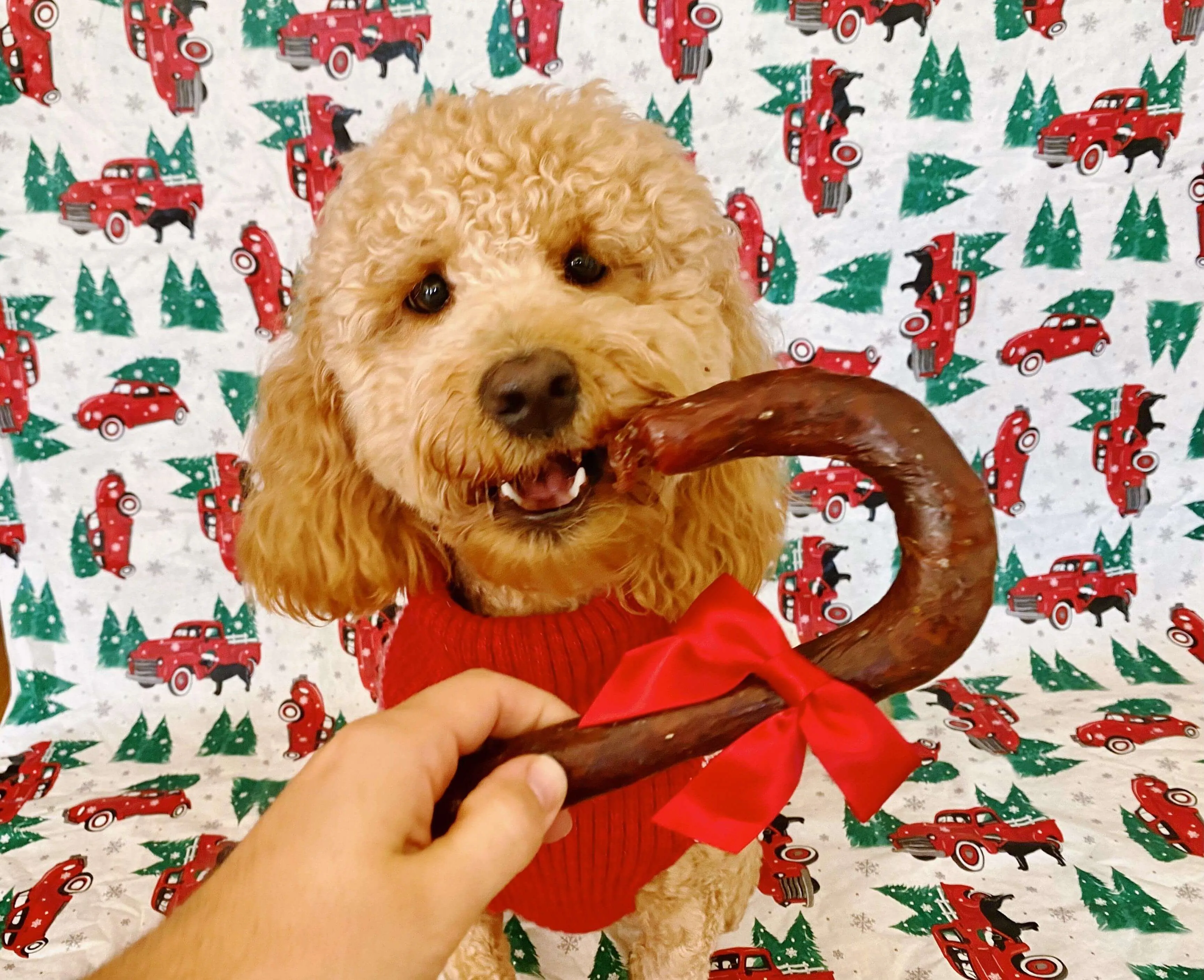 Fetchers® Candy Cane