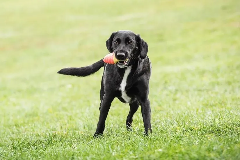 GF Pet Ice Cream Cone Toy for Dogs