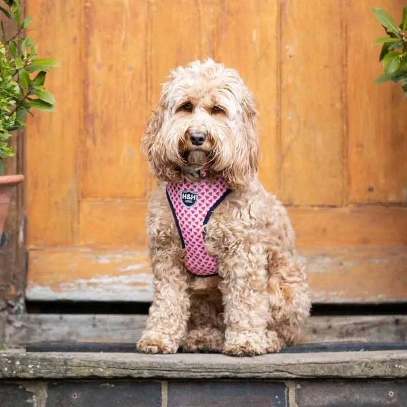 Hugo & Hudson Pink Watermelon Dog Harness