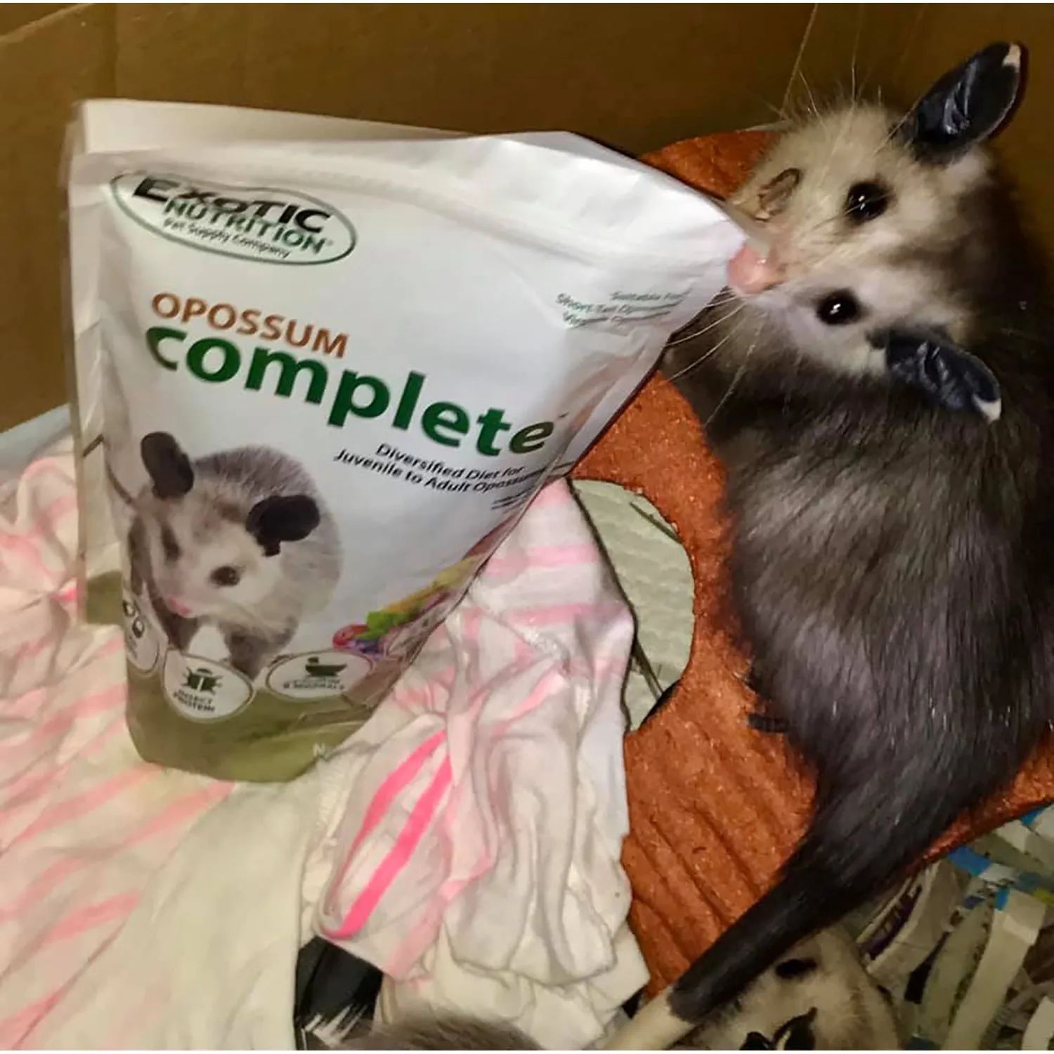 Opossum Complete Opossum Food