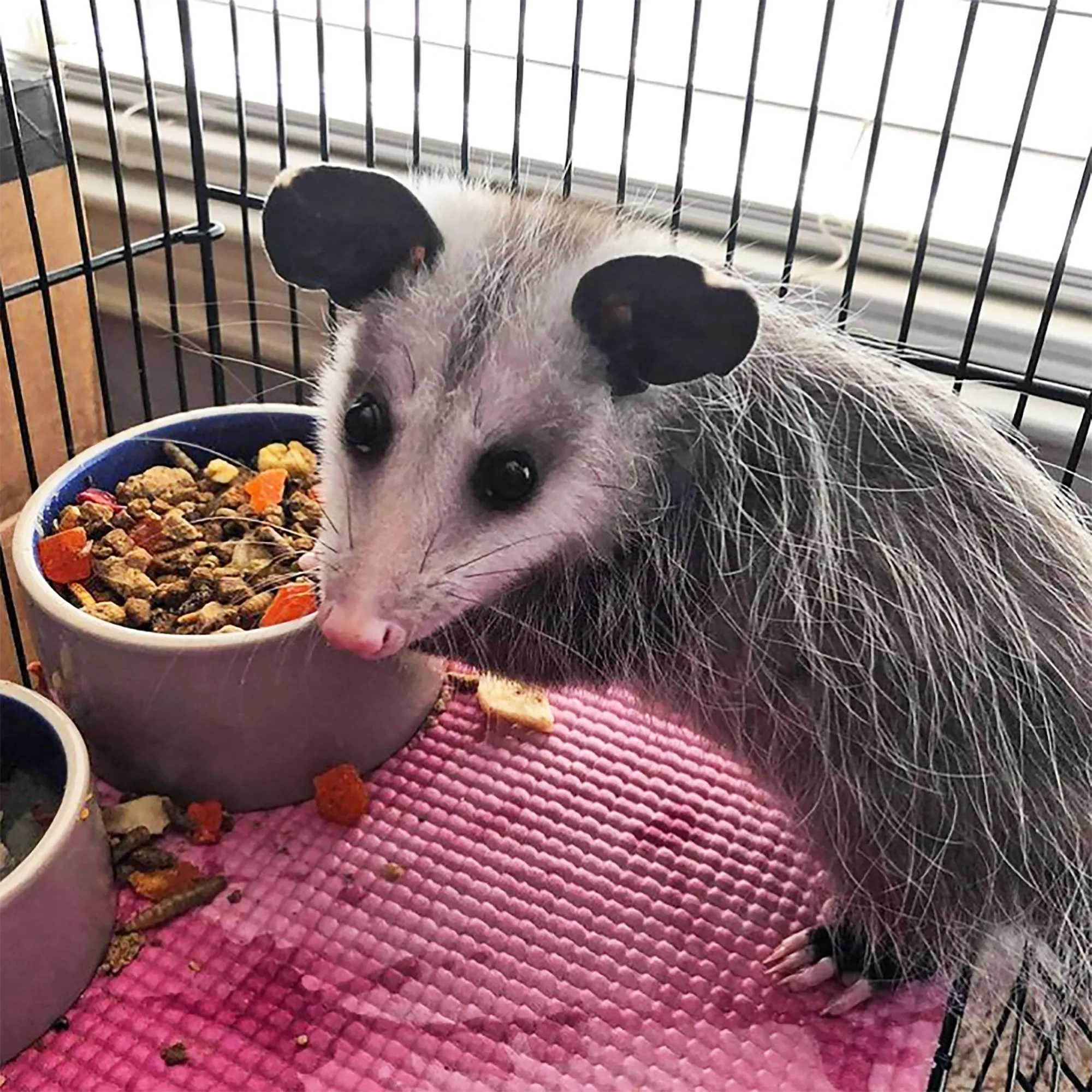 Opossum Complete Opossum Food